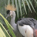 Grey Crowned Crane