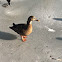Mallard Duck (female)