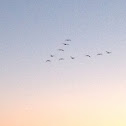 Canada Goose