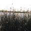 Bulrush