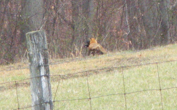Spotting Image 1