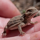 horned toad