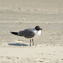 Laughing Gull
