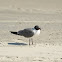 Laughing Gull