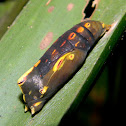 palmfly pupa