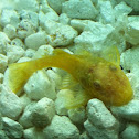 Albino bristlenose pleco