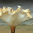 Fungi