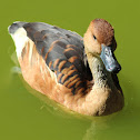 Fulvous whistling duck