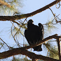 Black Vulture