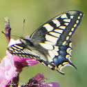Common Yellow Swallowtail; Macaón