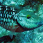 Stoplight Parrotfish