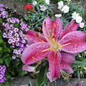 Japanese Lily