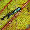 Elongated Tiger Beetle
