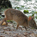 Marsh Rabbit