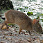 Marsh Rabbit