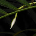 Green Vine Snake