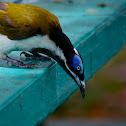 Blue-faced Honeyeater