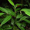 Piper plant