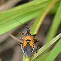 Assassin Bug