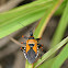 Assassin Bug