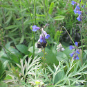White-Tailed Bumblebee