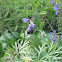 White-Tailed Bumblebee