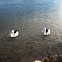 pelican