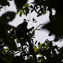 Mantled howler