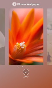 How to install Flower Wallpaper lastet apk for bluestacks