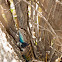 Desert spiny lizard