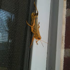 Grasshopper
