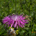 Brown Knapweed