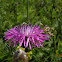 Brown Knapweed