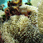 Sun anemone