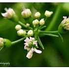 Wild flower
