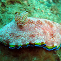 White-spotted Nudibranch
