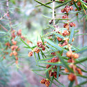 enebro rojo, flor