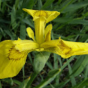 Yellow iris