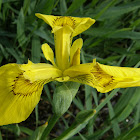 Yellow iris