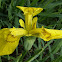 Yellow iris