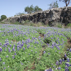 Texas Bluebonnets