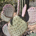 Santa Rita Prickly Pear