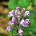 Skullcap (韓信草)