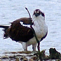 Osprey