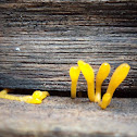 Yellow earth tongue