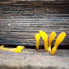 Yellow earth tongue