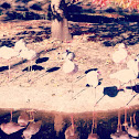 Common Flamingo
