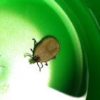 American Dog Tick
