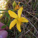 Common St. John's Wort
