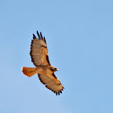Red-tailed Hawk